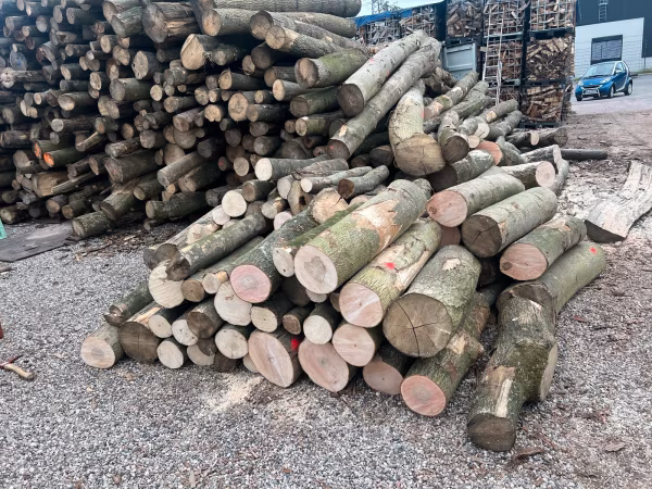 Stammholz – Hartholzmix – Bild 2