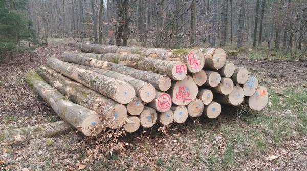 Stammholz – Esche – Bild 2