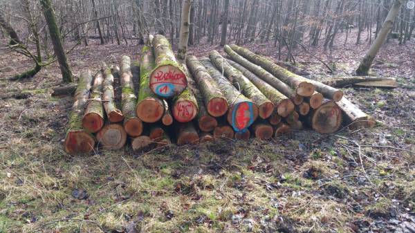 Stammholz – Esche – Bild 3