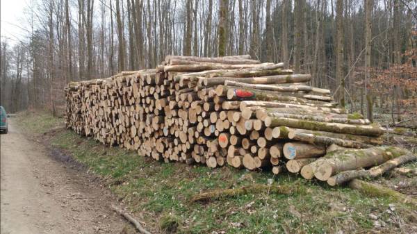 Stammholz – Esche – Bild 4