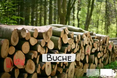 Stammholz - Buche - ganze LKW-Ladung
